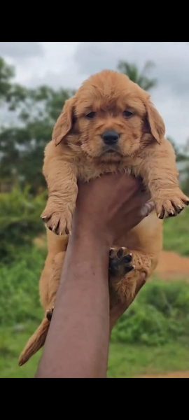 Cover photo of Niriksha Pets