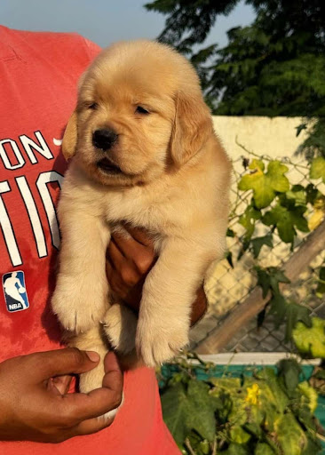 Cover photo of Niriksha Pets